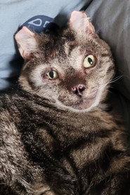 Fire Cat as Himself in Fire Cat 2025