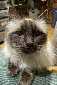 Timmy the Cat as Cat on Phone in Vignette of a Lonely Car 2023