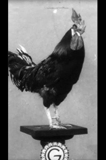 Le Coq dressé de Cook et Rilly (1910) poster