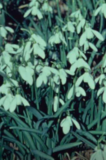 SPRING FLOWERS IN A SCOTTISH WOOD (1980) poster