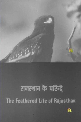 The Feathered Life of Rajasthan (1981) poster