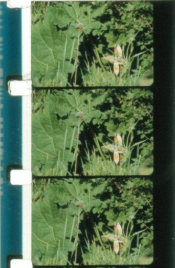 Jardin du marais (2010) poster
