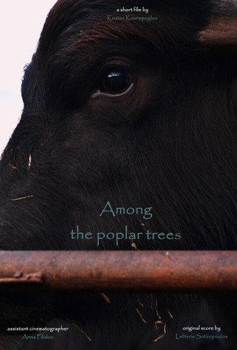 Among the poplar trees () poster