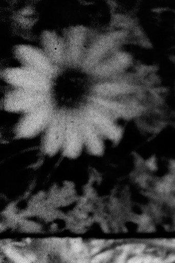 Petals and Feathers (2020) poster