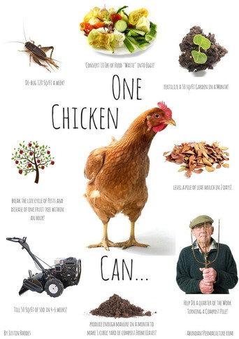Permaculture Chickens () poster