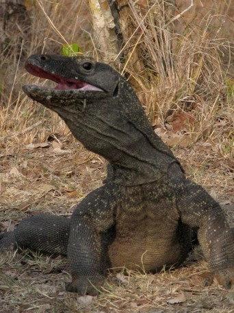 The Natural World--Komodo: The Deadly Bite (2011) poster