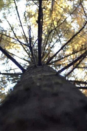 Forest (2024) poster
