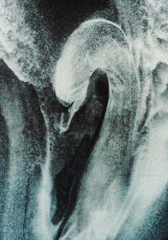 The Swan (1990) poster