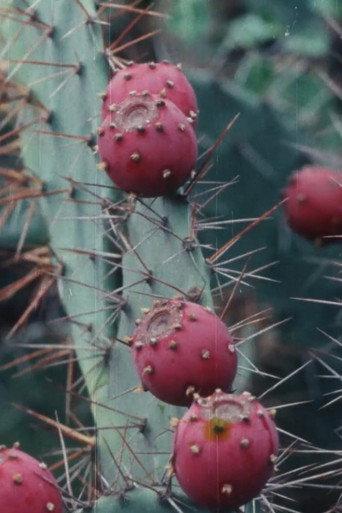 Black Cactus (1992) poster