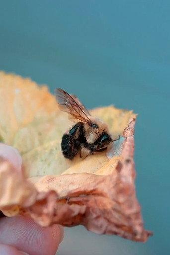 Des abeilles pour demain () poster
