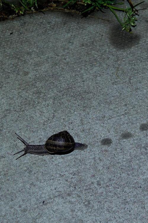 Toad Dance 2022 official movie poster