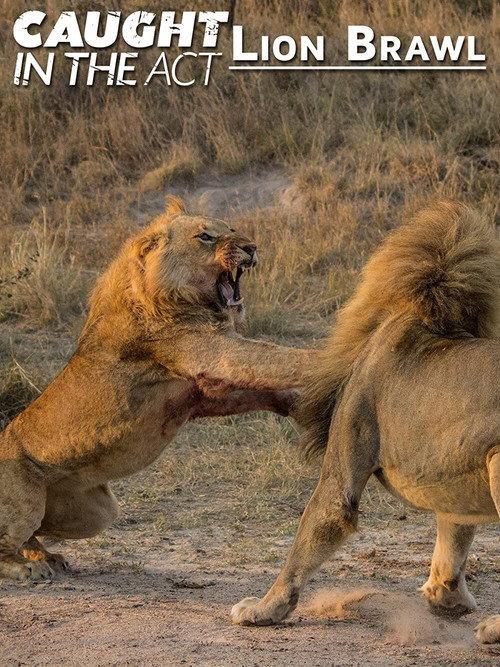 Caught in the Act: Lion Brawl 2012 official movie poster