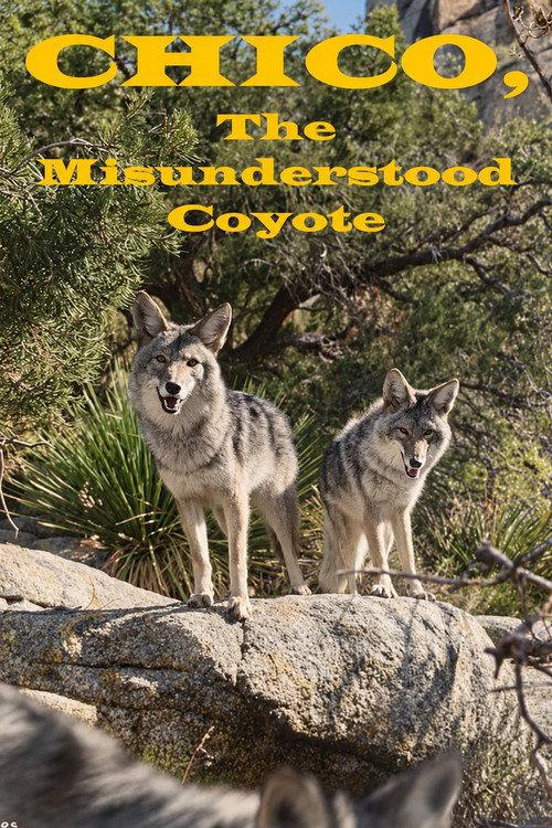 Chico, the Misunderstood Coyote 1961 official movie poster