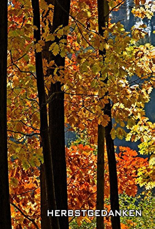 Herbstgedanken 1951 official movie poster