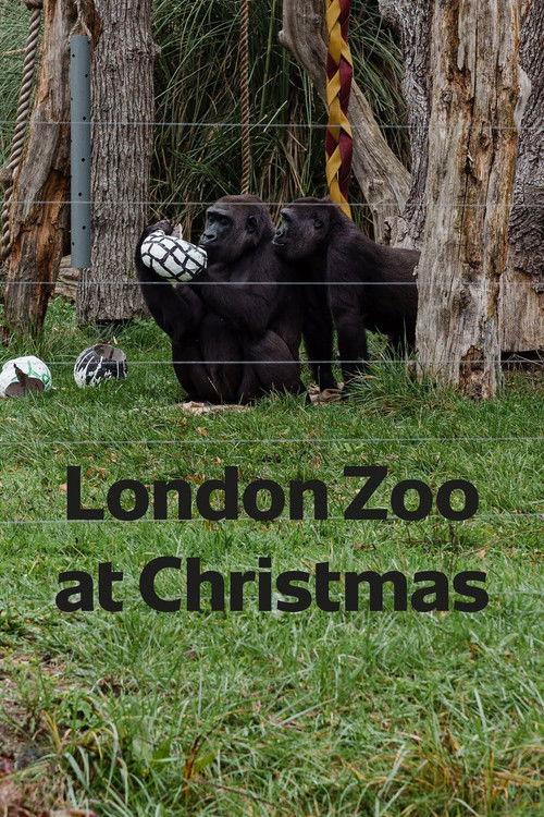 London Zoo at Christmas 2022 official movie poster
