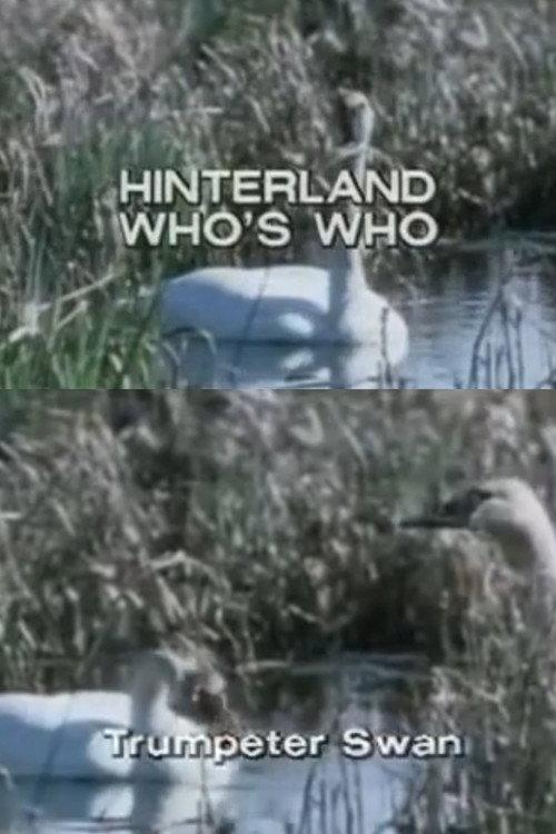 Hinterland Who's Who: Trumpeter Swan 1973 official movie poster
