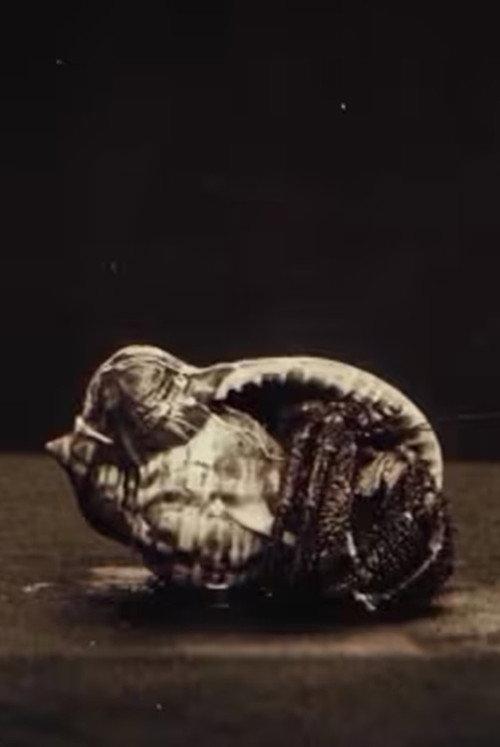 La vita negli abissi del mare: Pesci 1914 official movie poster