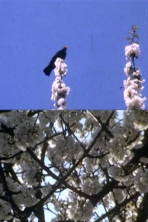 Mourning Garden Blackbird 1984 official movie poster