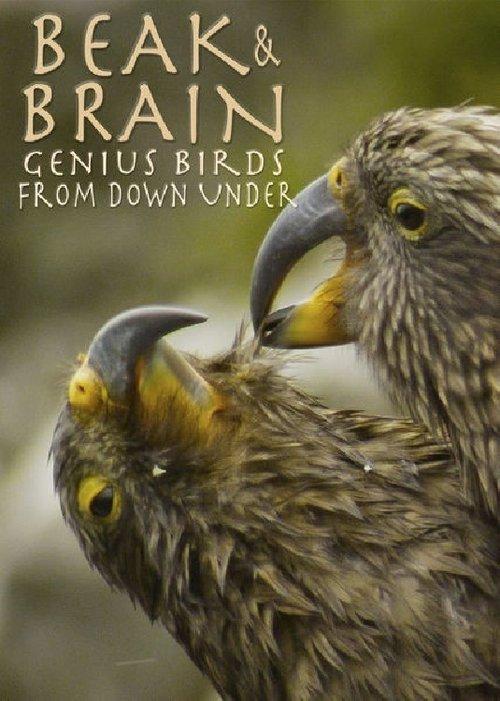 Beak & Brain - Genius Birds from Down Under 2013 official movie poster