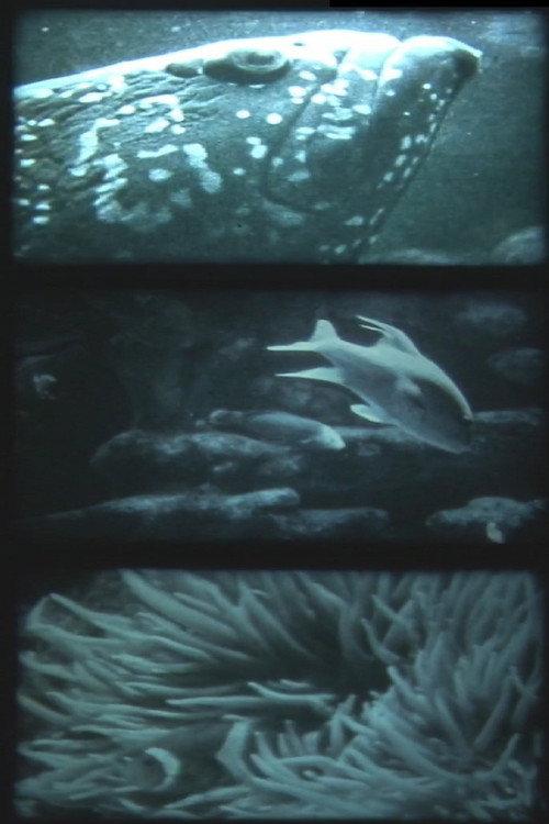 nur fische 1989 official movie poster