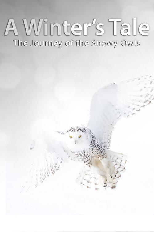 A Winter's Tale: The Journey Of The Snowy Owls 2014 official movie poster