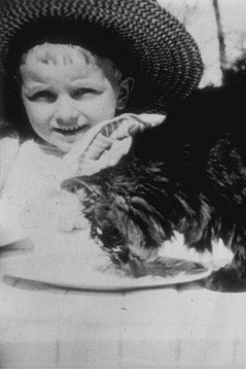 Cat's Lunch 1897 official movie poster