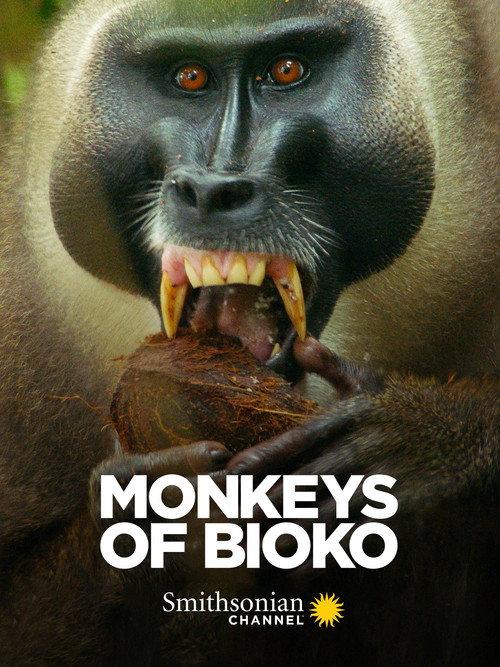 Monkeys of Bioko 2020 official movie poster