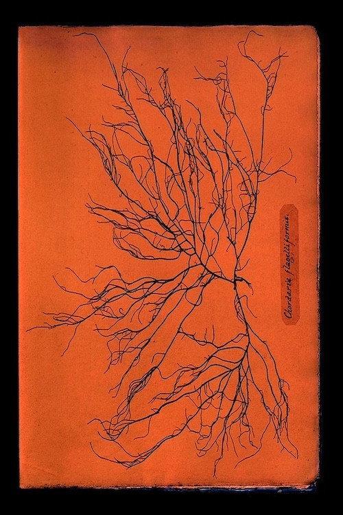 Ghost Protists 2024 official movie poster