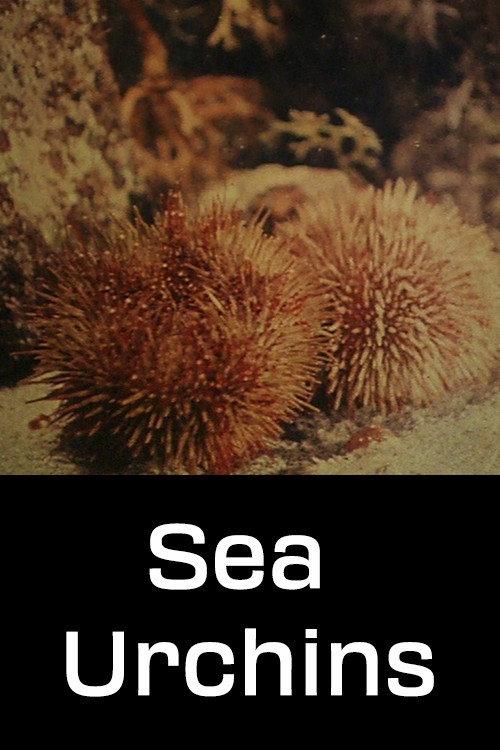 Sea Urchins 1954 official movie poster
