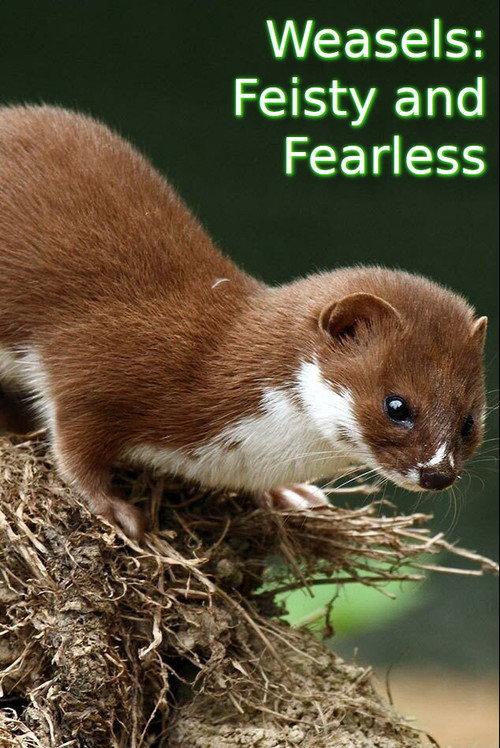 Weasels: Feisty and Fearless 2019 official movie poster