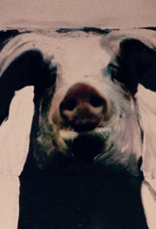The Trail of the Pig 1993 official movie poster
