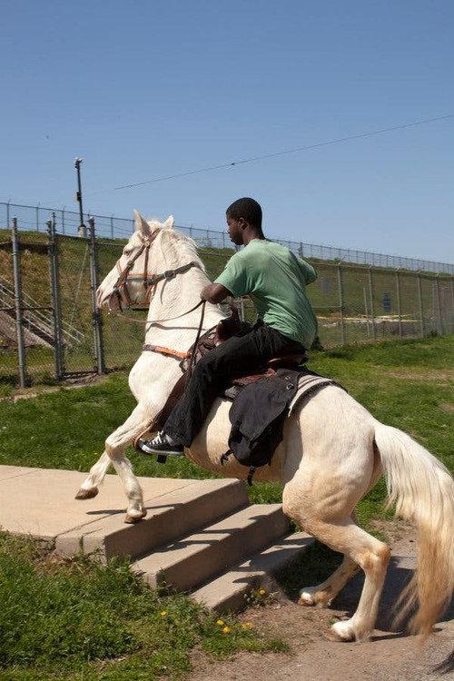 Horse Day 2015 official movie poster