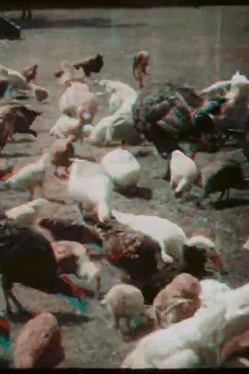Feeding Poultry at Prowse Jones Farm 1911 official movie poster