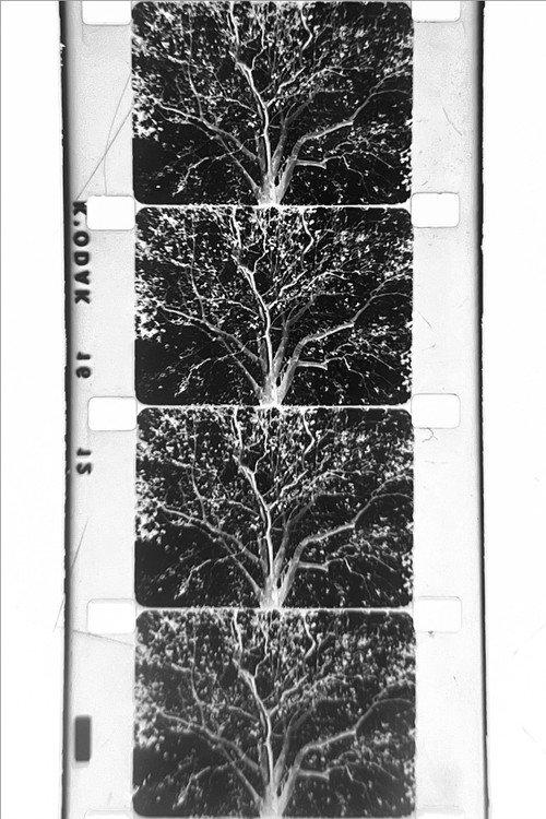 un arbre 2024 official movie poster