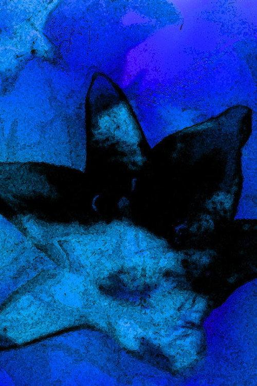 Blue Monet 2006 official movie poster