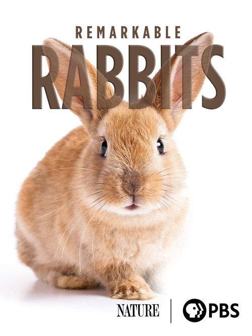 Remarkable Rabbits 2020 official movie poster