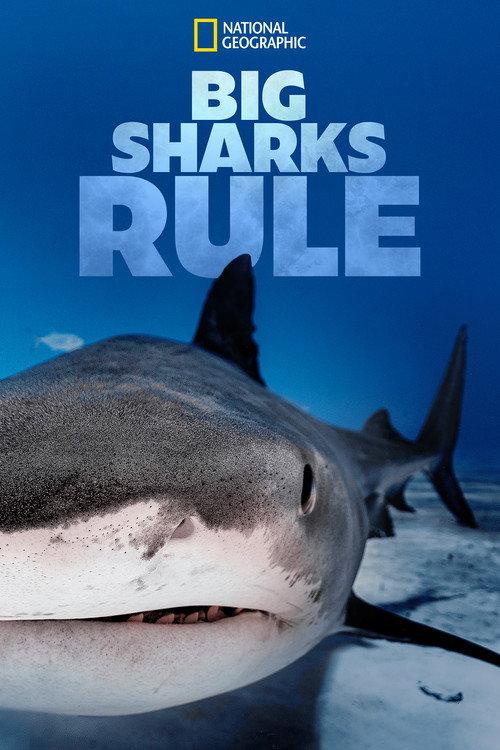 Big Sharks Rule 2018 official movie poster