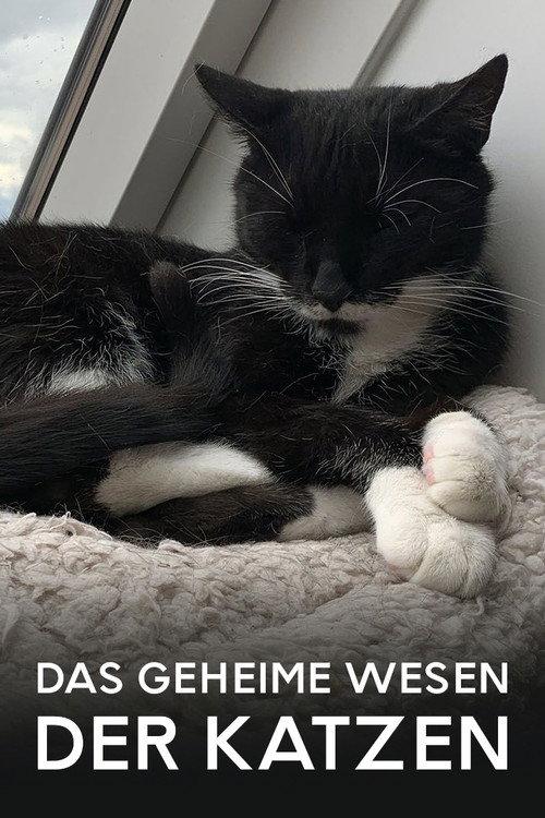 Das geheime Wesen der Katzen 2021 official movie poster