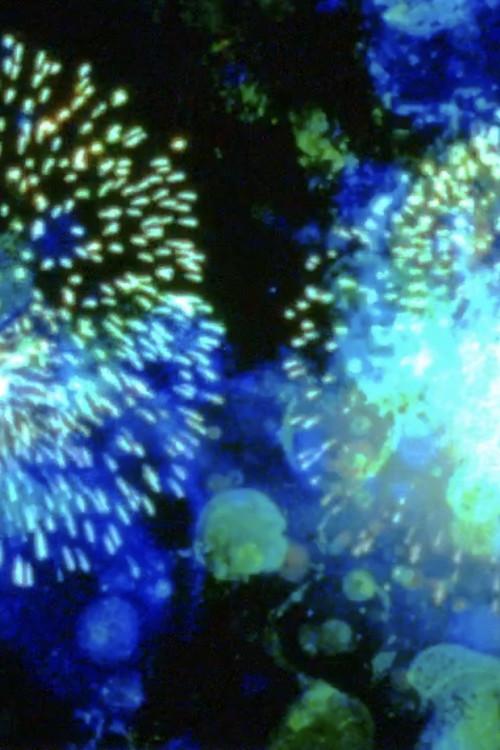 14 Juillet 2005 official movie poster