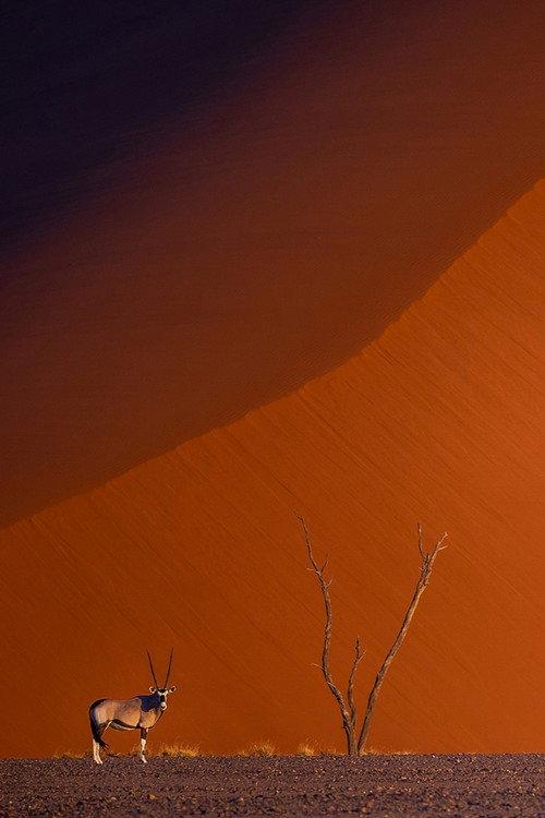 Namibie : exceptionnelle par nature 2026 official movie poster