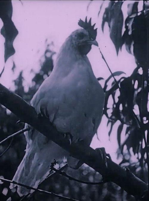 The Last Word in Chickens 1924 official movie poster