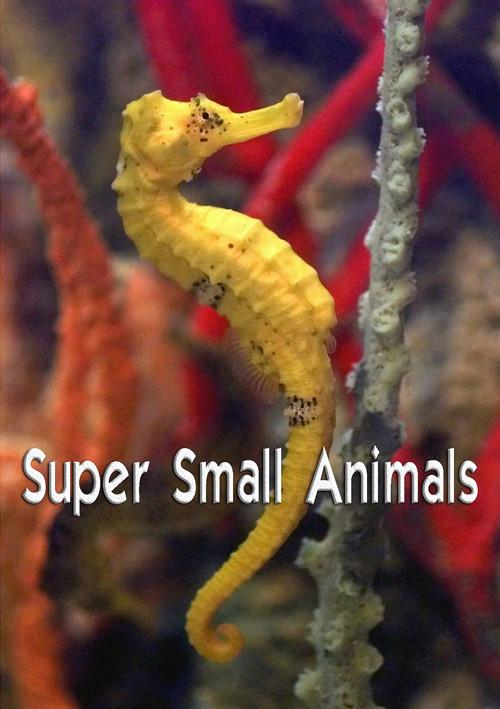 Super Small Animals 2017 official movie poster