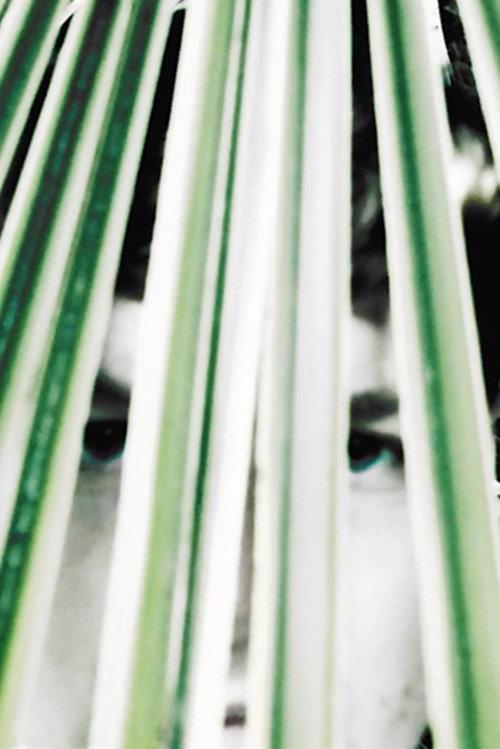 Longing of the idle plants 2022 official movie poster
