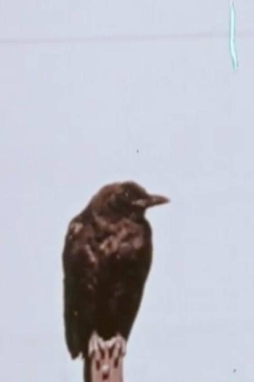 Corky The Crow 1960 official movie poster