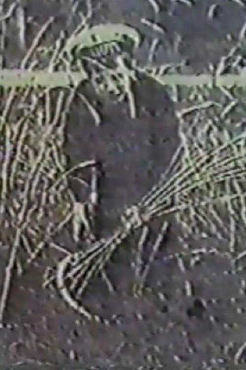 Angel of the Harvest 1992 official movie poster