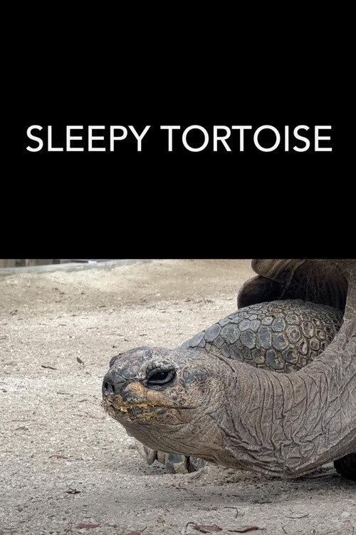 Sleepy Tortoise 2023 official movie poster