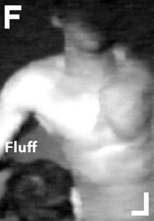 Fluff 2003 official movie poster