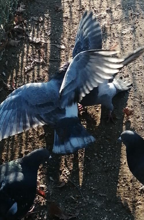 I Saw Mockingbirds laughing under the sun of Valence 2026 official movie poster