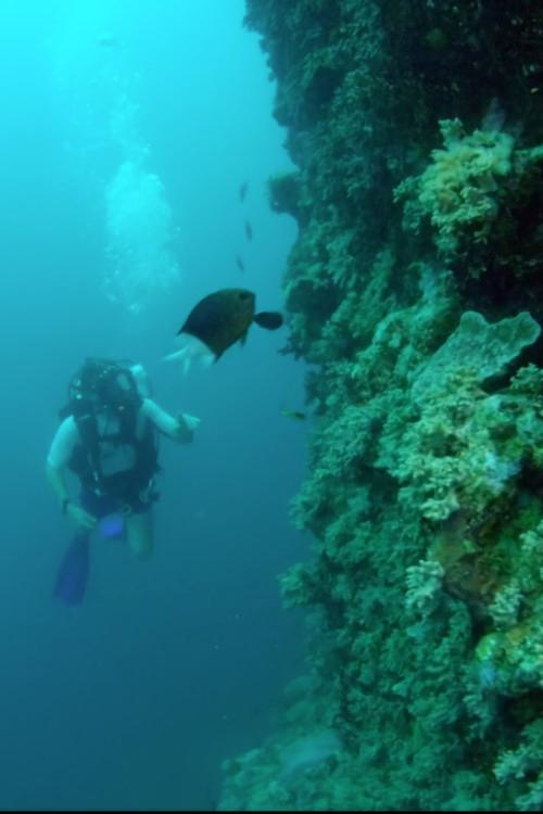 Wonders of the Great Barrier Reef with Iolo Williams 2018 official movie poster