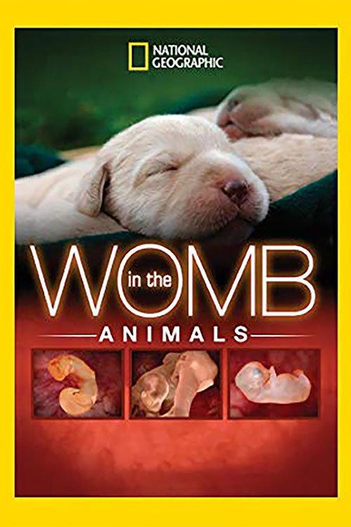 In The Womb: Animals 2006 official movie poster